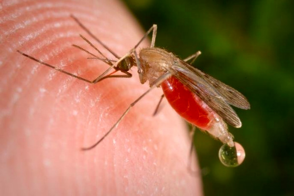 На Фестивале русского комара выберут «самую вкусную девушку» 