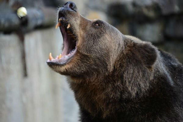 Депутат ЛДПР подвергся нападению медведя 