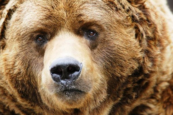 58 000 человек требуют сохранить жизнь медведю, откусившему девушке руку в шашлычной 