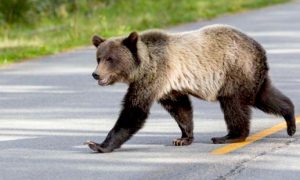 Медведь похитил кормушку для птиц, проделав акробатический трюк