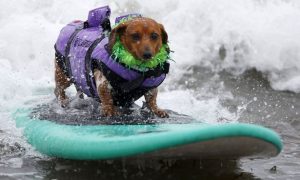 Собаки-серферы прокатились по волнам в Калифорнии