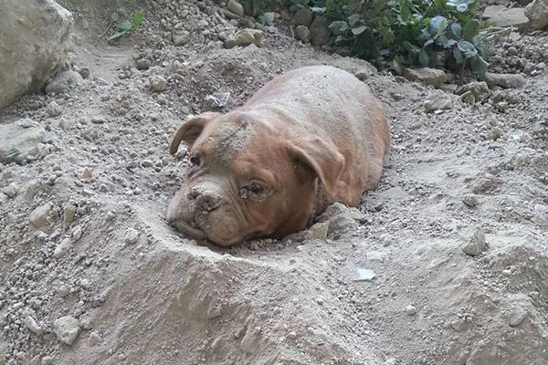 Фото заживо похороненного щенка шокировали Интернет 