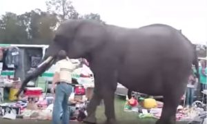 Сбежавший из цирка слон устроил переполох на ярмарке в Нидерландах