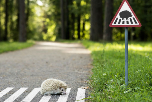 В Литве появились дорожные знаки для животных 