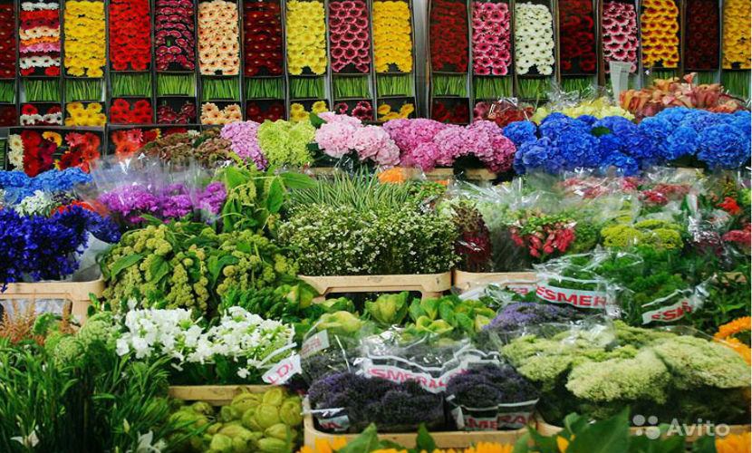 Голландия цепляется за российский цветочный рынок 