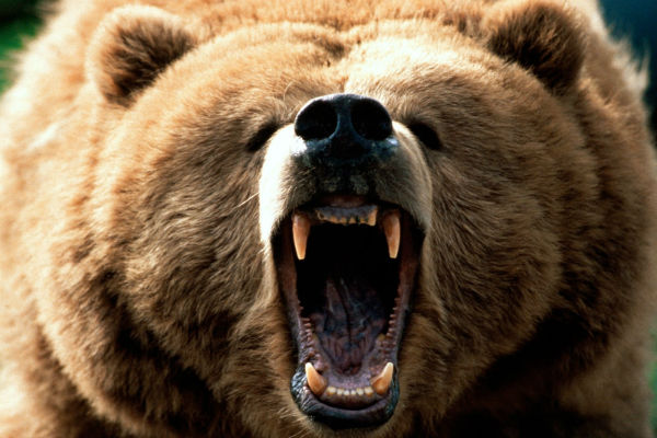 Французская туристка чудом осталась жива после нападения медведя на Камчатке 