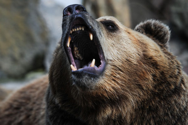 Медведь растерзал девушку из Пермского края 