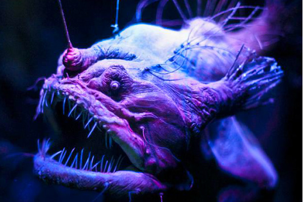 Невиданный клыкастый монстр обнаружен на дне океана, - ученые 