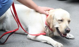 Задержана похитительница собаки-поводыря