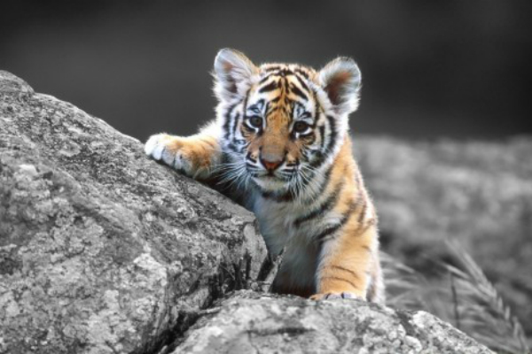 Ранивший тигренка приморский браконьер признался в содеянном 
