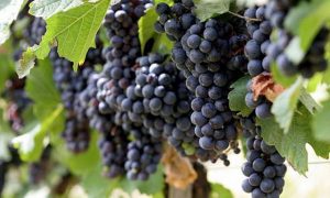 Виноделы раскритиковали Ткачева за запрет импорта виноматериалов