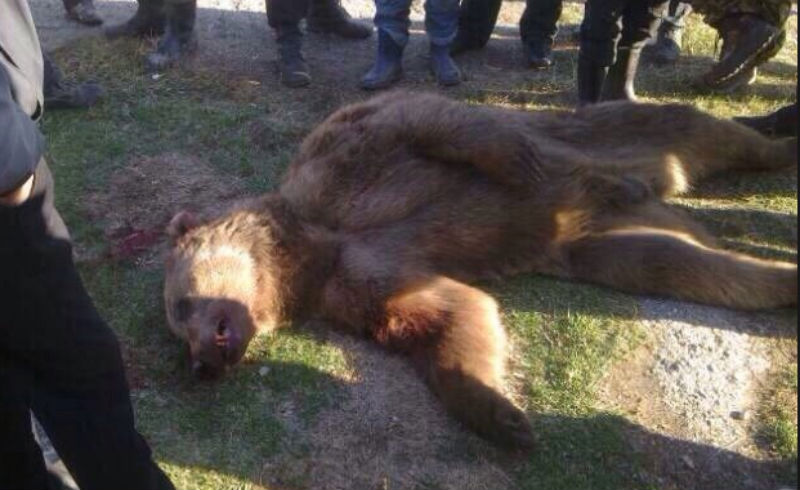 В Братске медведя пристрелили за попытку стащить рыбу 