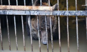 Медведица из зоопарка в Уссурийске находится в тяжелом состоянии