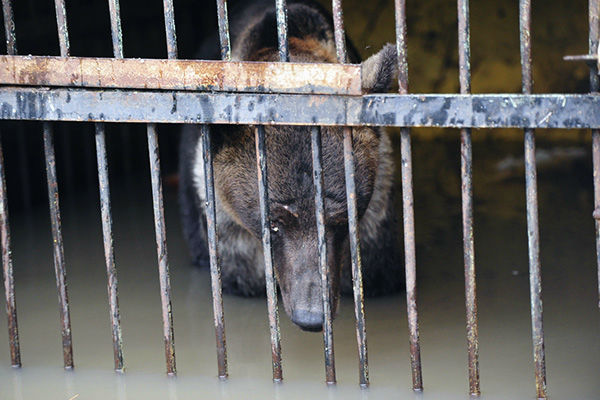Медведица из зоопарка в Уссурийске находится в тяжелом состоянии 