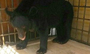 Спасенных в Уссурийске зверей поселят в муниципальном зоопарке