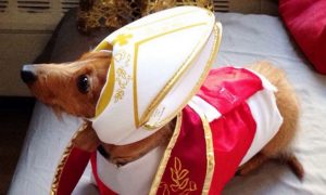 Американцы одевают своих собак в облачение Папы Римского