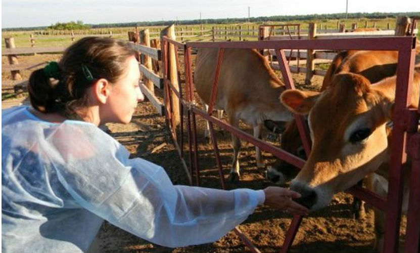 Российские фермеры высказались против идеи ограничения поголовья скота 