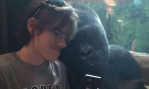 Интернет поразила забавная реакция гориллы на iPhone