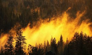 Крупный пожар охватил национальный парк в Грузии