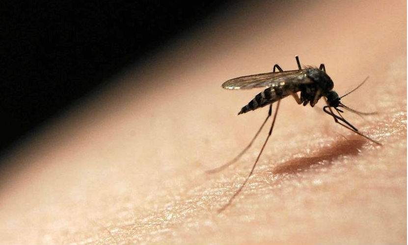 В Таиланде свирепствуют комары-убийцы, - Роспотребнадзор 
