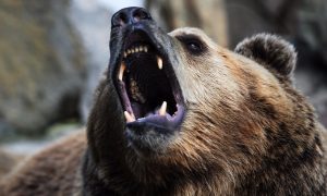 Медведь покусал беременную девушку в Приморье