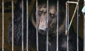 Умерла медведица, эвакуированная из затопленного зоопарка в Уссурийске