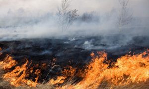 Из-за пожара под Оренбургом эвакуируют село