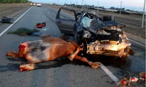 Водитель с пассажиром и три лошади погибли в необычном ДТП под Оренбургом