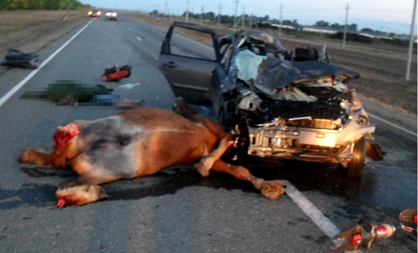 Водитель с пассажиром и три лошади погибли в необычном ДТП под Оренбургом 