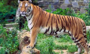 Суматранский тигр насмерть загрыз смотрителя польского зоопарка