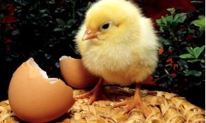 Календарь: 9 октября - Всемирный день яйца