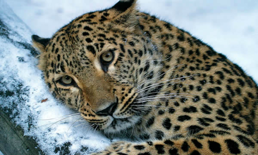 Насмерть сбит краснокнижный леопард в Приморье 