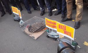 Протестующие Молдавии решили сделать президентом утку