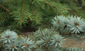 Мэр Кишинева опозорился с зелено-голубой новогодней елкой