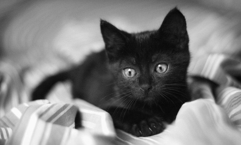 Британцы поведали секреты правильной фотосъемки черных котов и кошек 