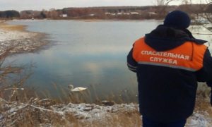 Лебедя спасли от гибели на озере под Смоленском