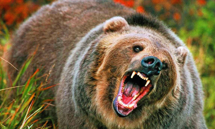 Медведь изранил двух детей в Приморье 