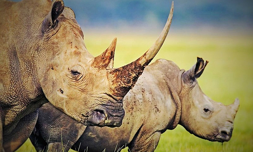 Самый редкий на Земле белый носорог умер в зоопарке США 
