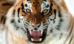 Амурский тигр, напавший на охотника в Приморье, оказался 