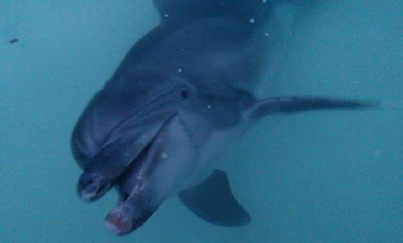 Дельфин, изъятый у живодеров, погиб в реабилитационном центре в Анапе 