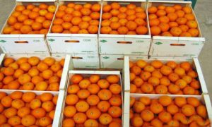 В Турции вдвое рухнули цены на помидоры и цитрусовые