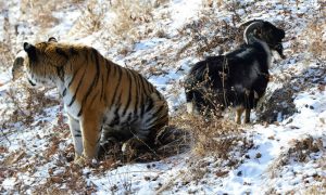 Олени и козлы теперь застрахованы от нападения тигров и леопардов
