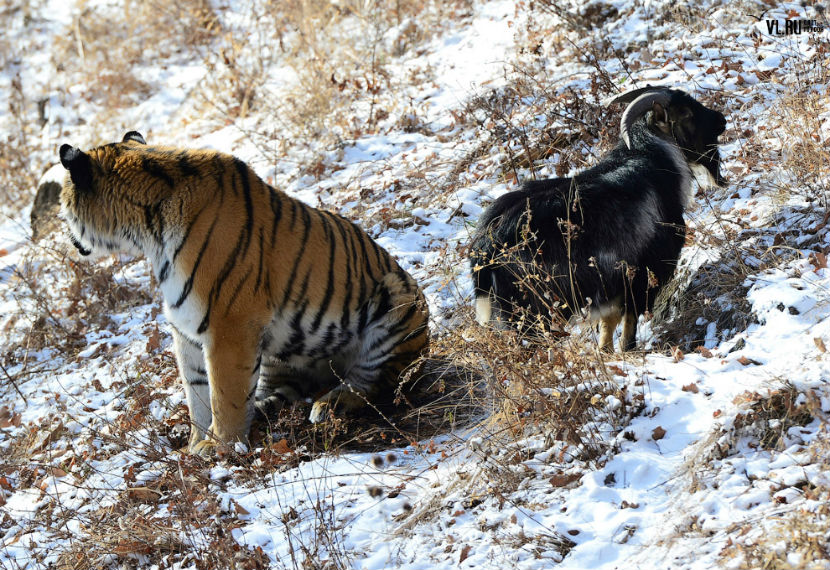 Олени и козлы теперь застрахованы от нападения тигров и леопардов 