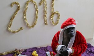Обезьяна-крупье из казино «Космос» празднует 8-й Новый год без алкоголя