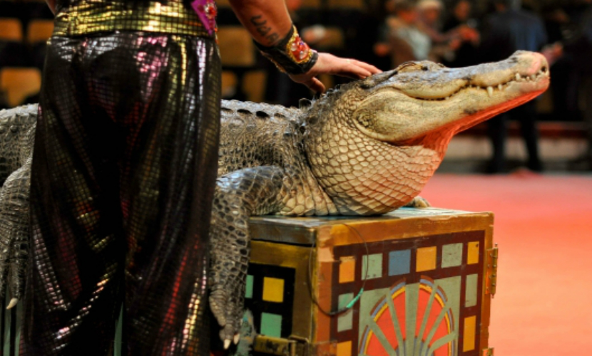 Цирковой крокодил насмерть замерз на гастролях в Чите 