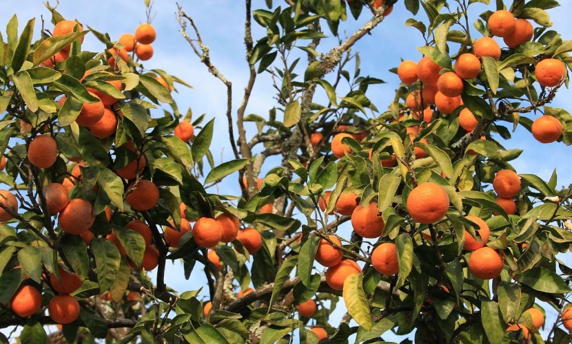 Россиян порадовали под Новый год тройным увеличением поставок мандаринов из Абхазии 