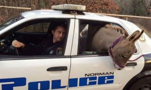 Полицейские арестовали одинокого осла за прогулку по трассе в США