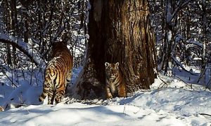 Два тигренка родились у спасенной от голодной смерти тигрицы Золушки