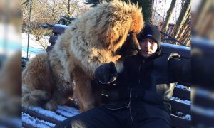 Оппозиционеры начали меряться с чеченскими политиками псами и кошками