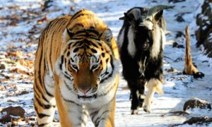 Тигр Амур и козел Тимур должны привыкнуть друг к другу заново